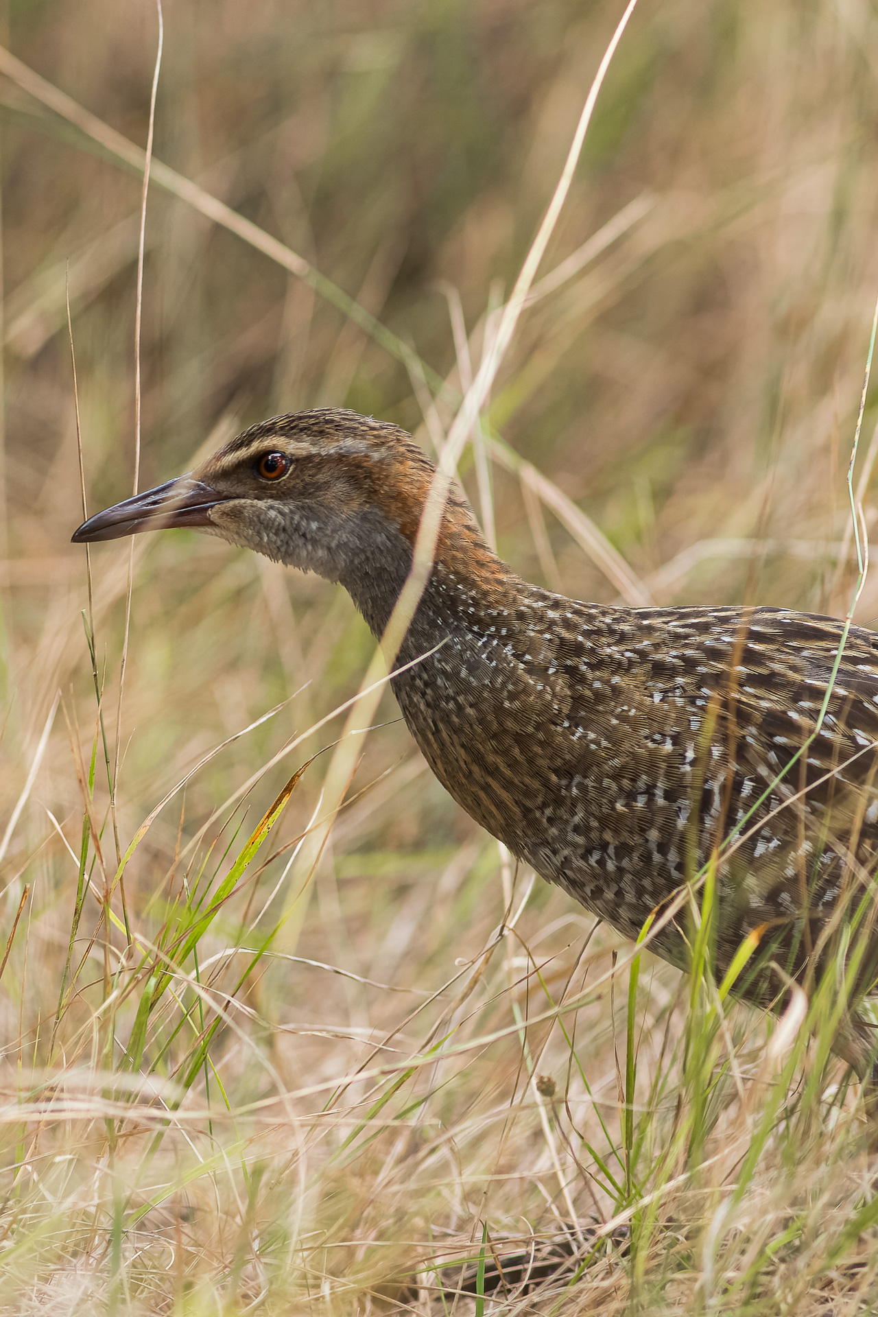 Avifaune Oiseaux Nouvelle-Zélande rale