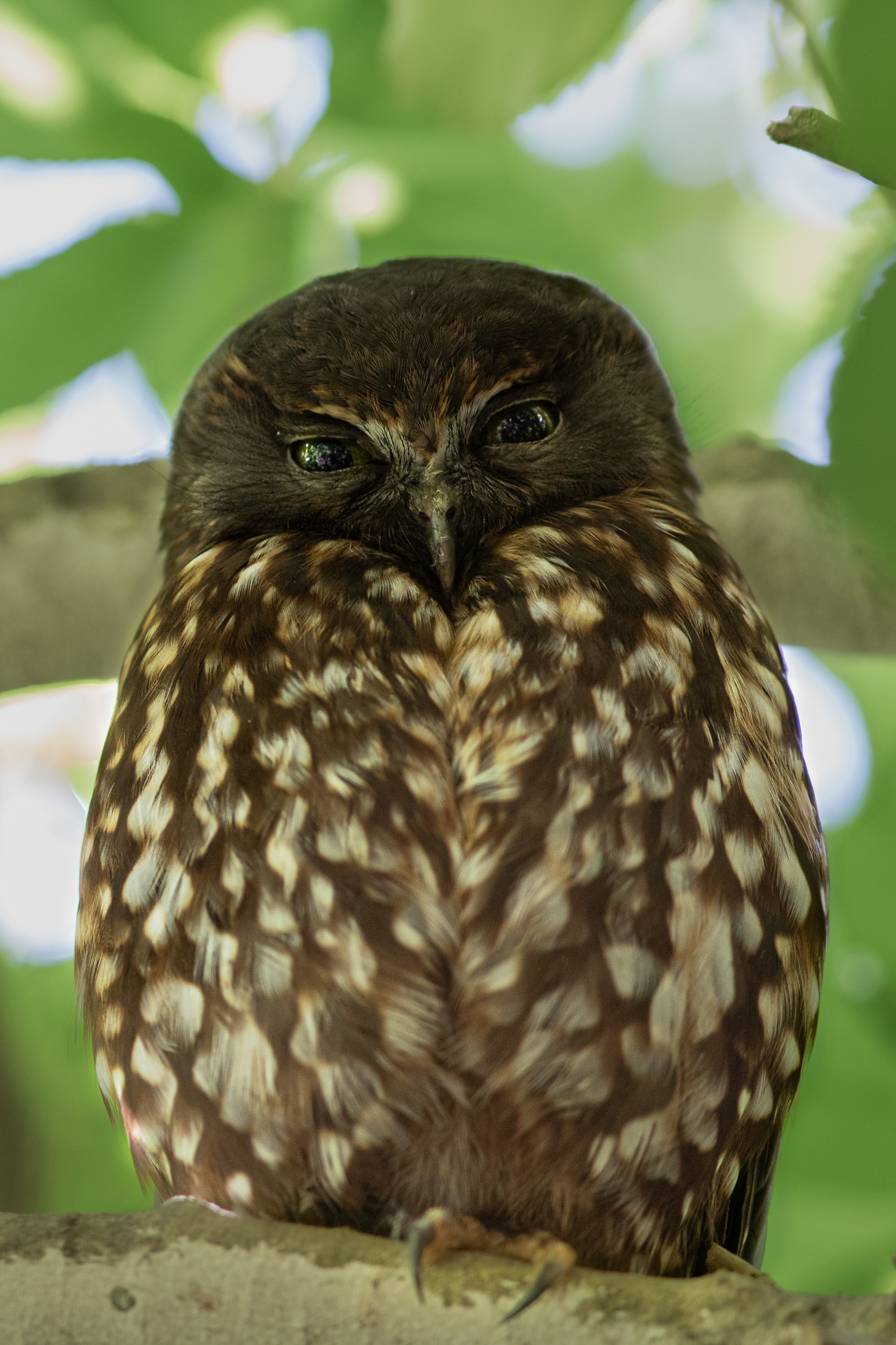 Avifaune Oiseaux Nouvelle-Zélande ninoxe