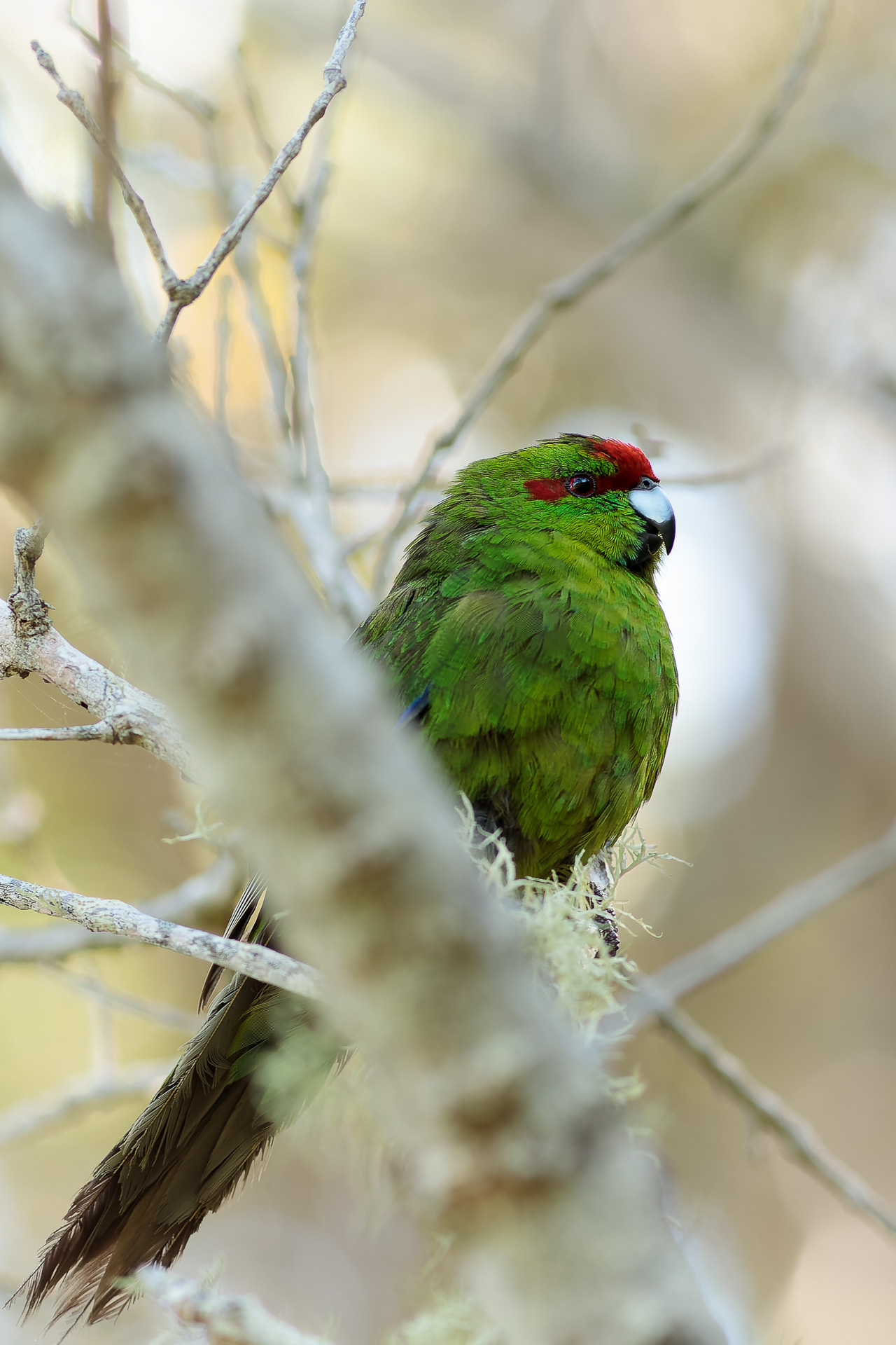 Avifaune Oiseaux Nouvelle-Zélande Kakariki