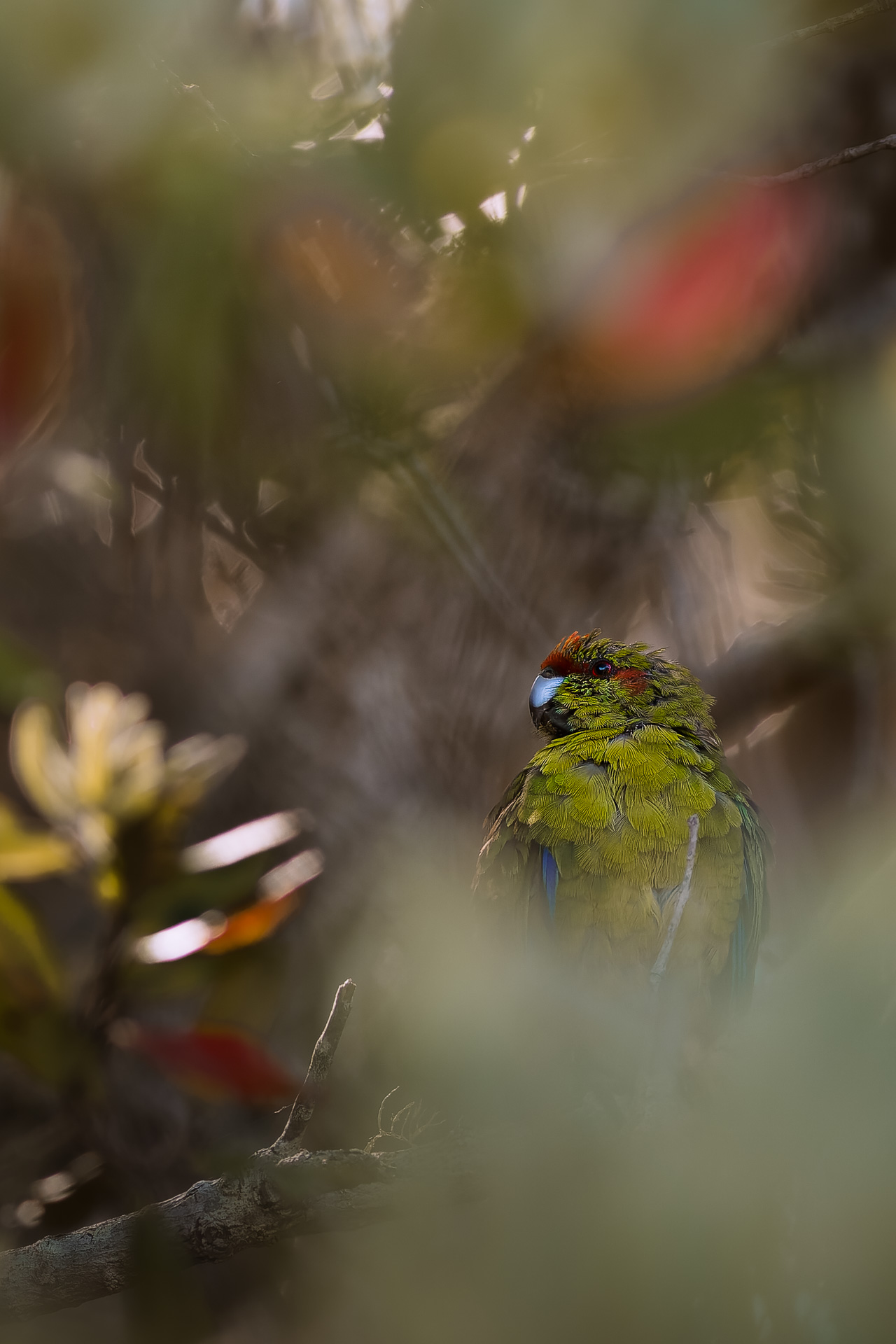 Avifaune Oiseaux Nouvelle-Zélande kakariki