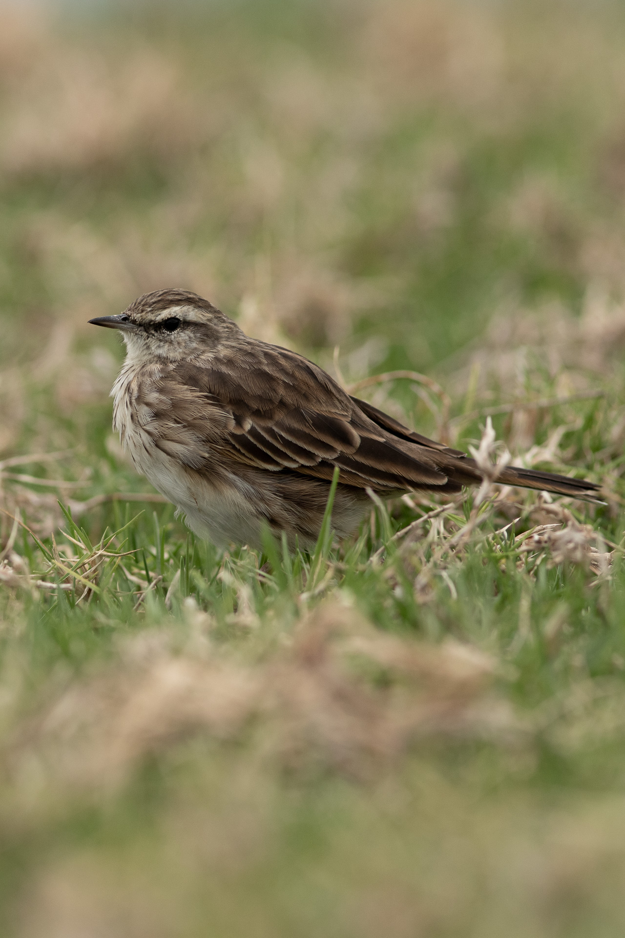 Avifaune Oiseaux Nouvelle-Zélande pipit