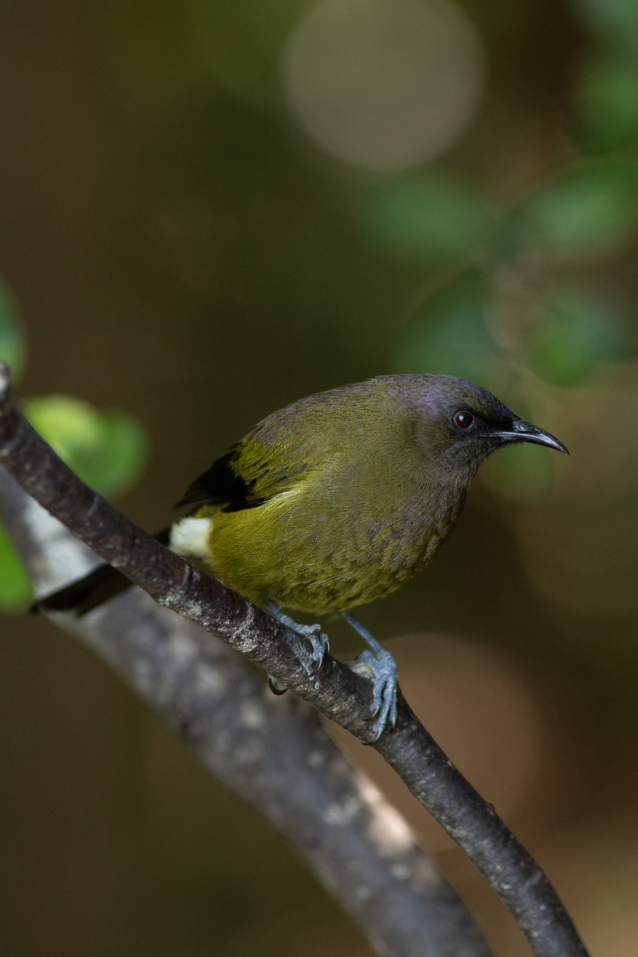 Avifaune Oiseaux Nouvelle-Zélande méliphage