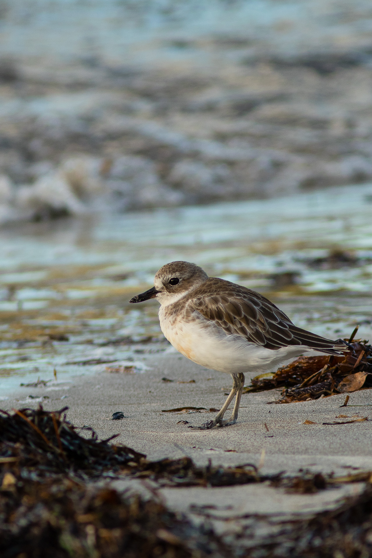 Avifaune Oiseaux Nouvelle-Zélande pluvier