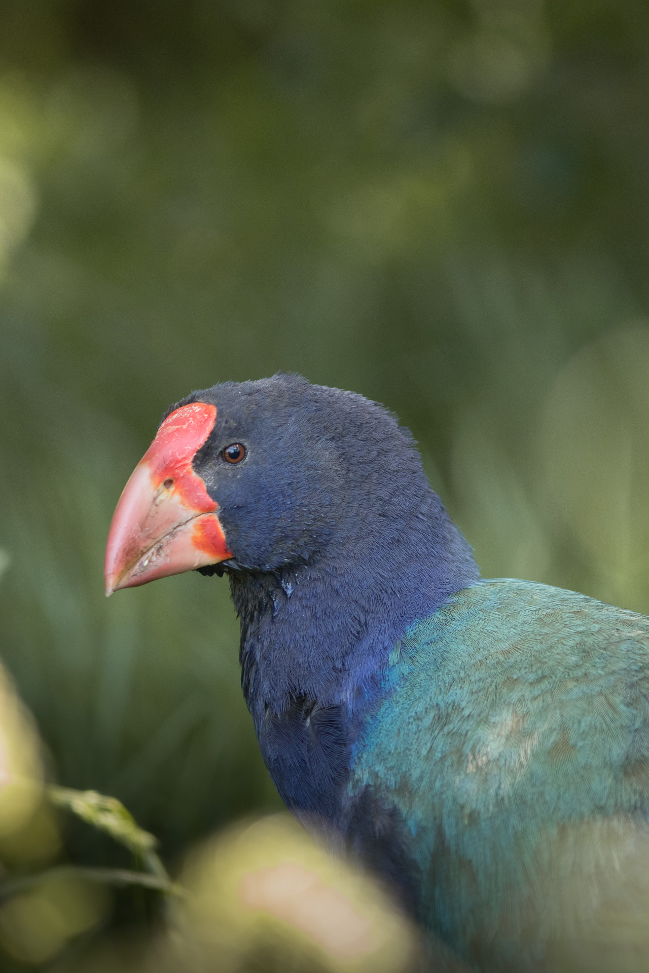 Avifaune Oiseaux Nouvelle-Zélande takahe