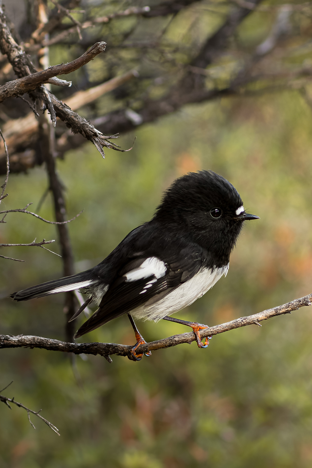 Avifaune Oiseaux Nouvelle-Zélande miro