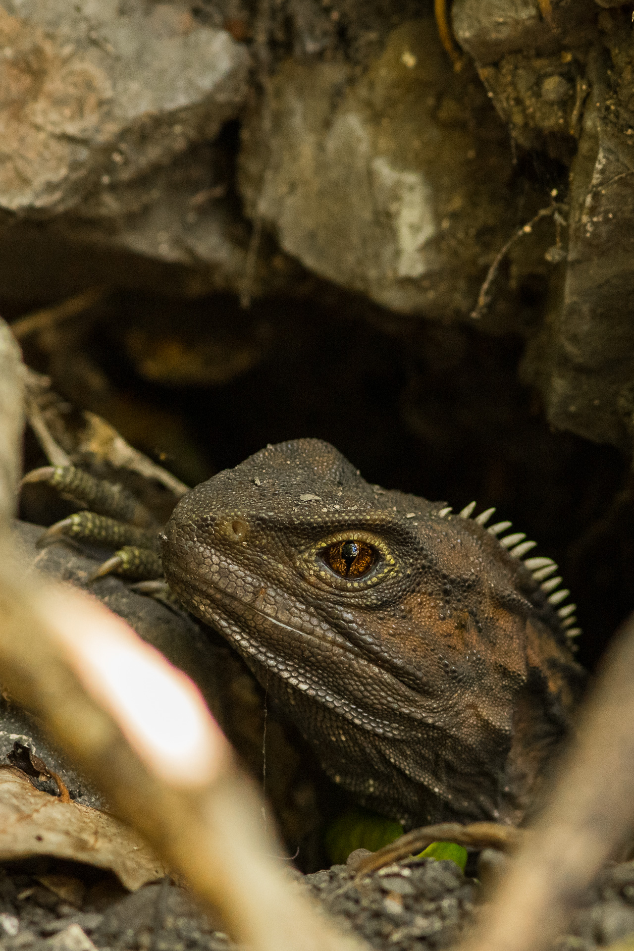 Nouvelle-Zélande endémique sphénodon tuatara