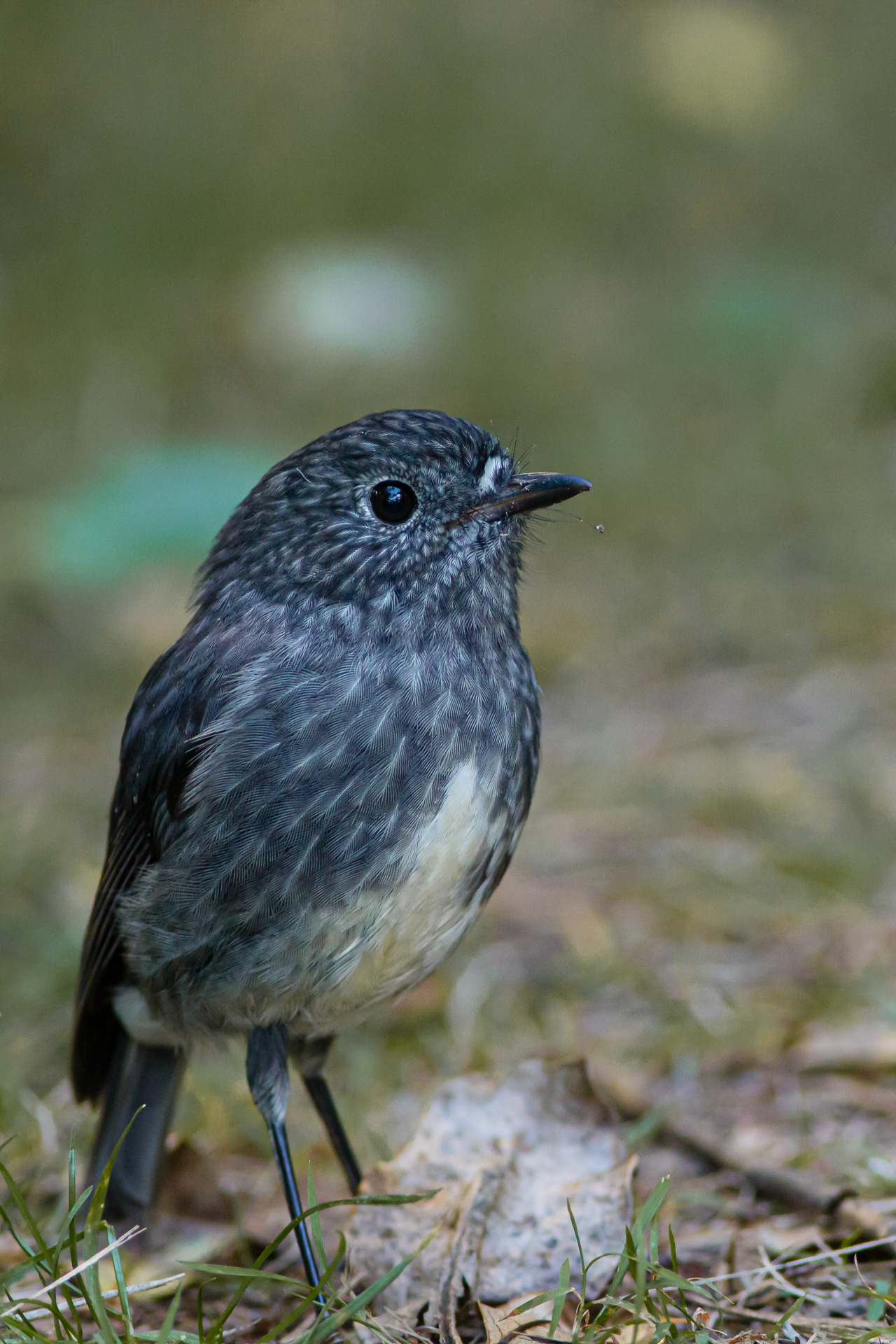 Avifaune Oiseaux Nouvelle-Zélande miro