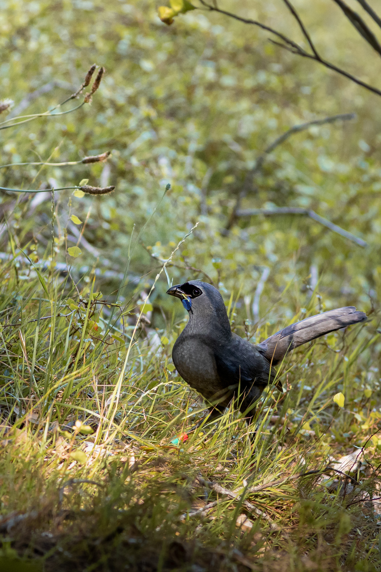 Avifaune Oiseaux Nouvelle-Zélande glaucope