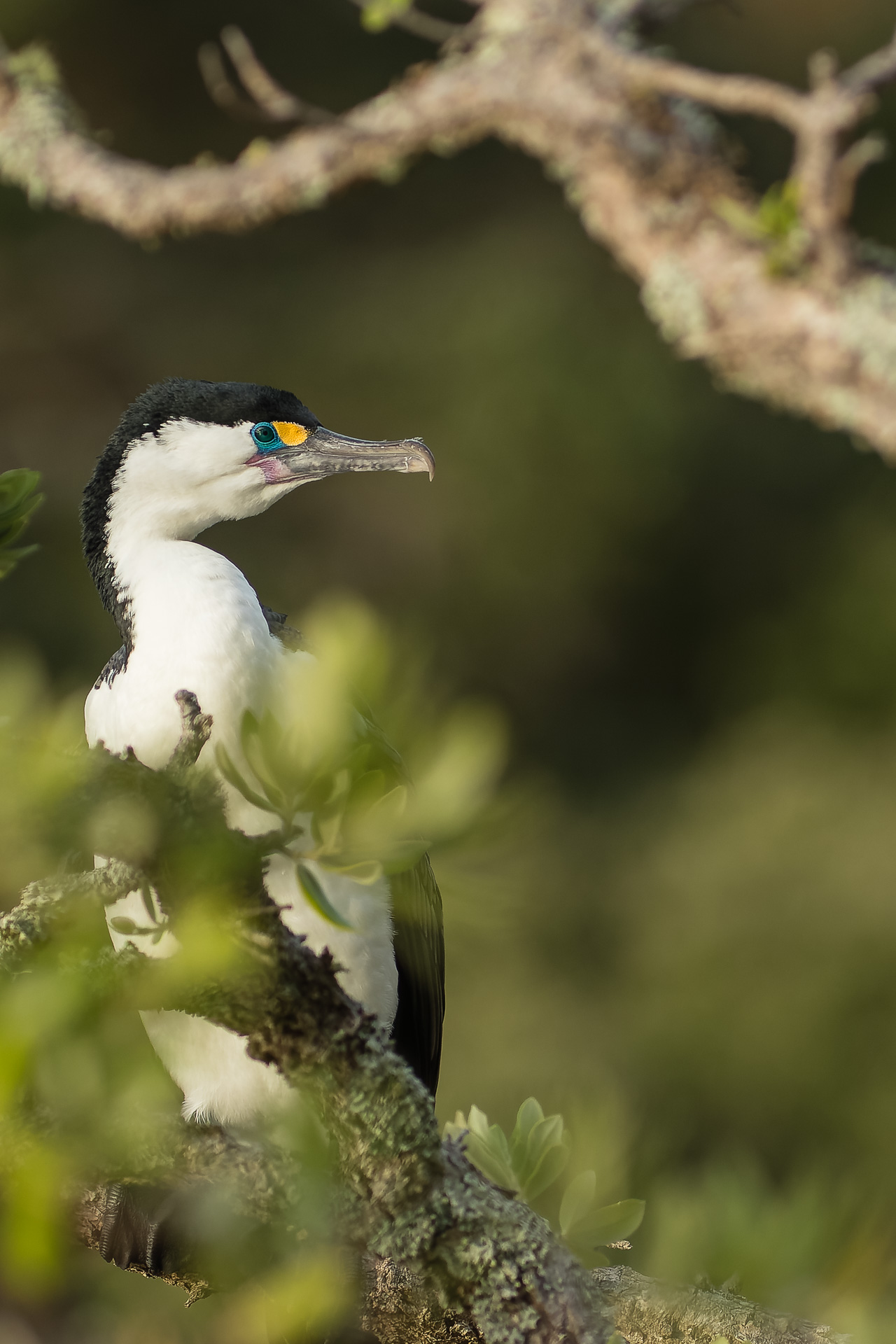 Avifaune Oiseaux Nouvelle-Zélande cormoran