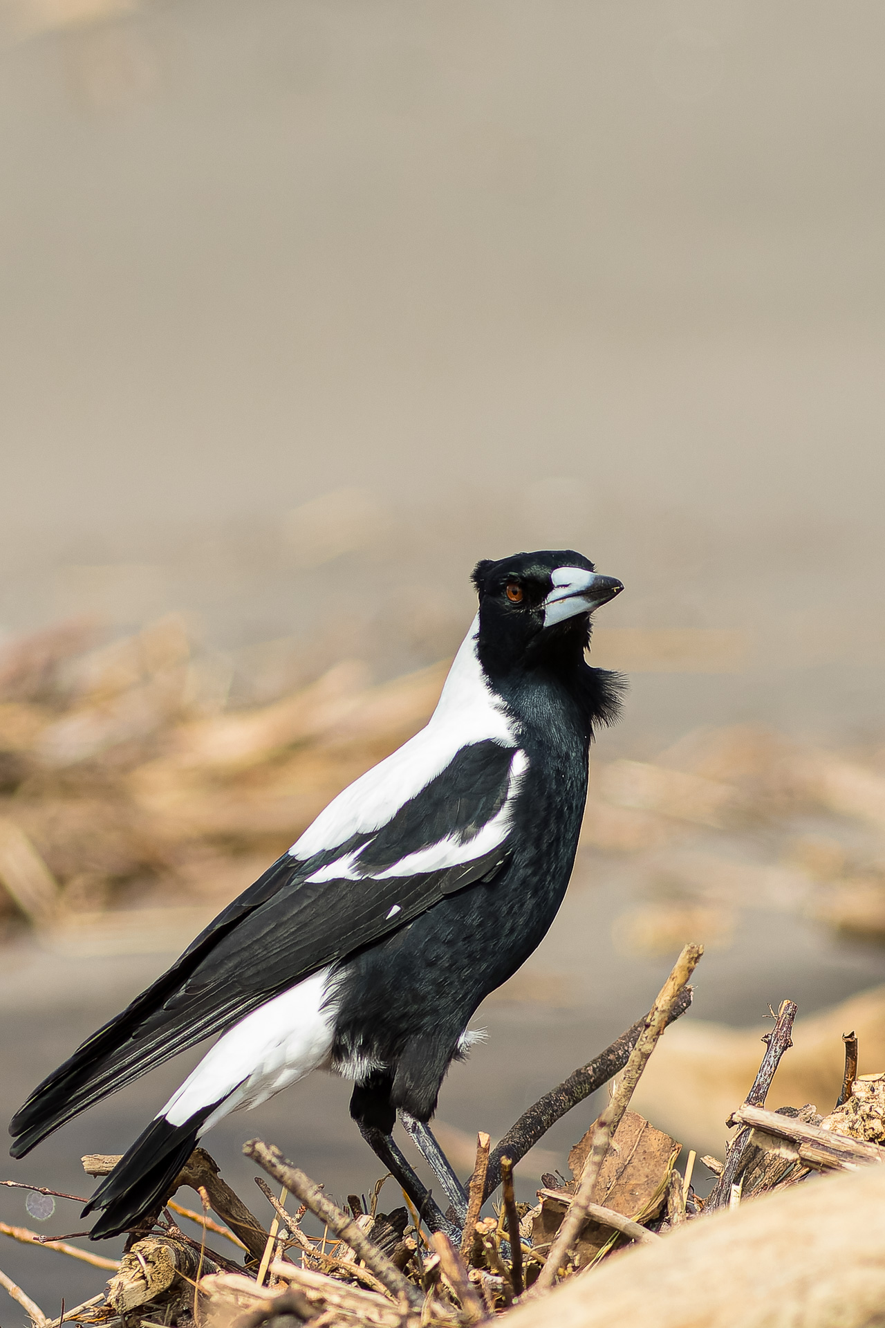 Avifaune Oiseaux Nouvelle-Zélande cassican