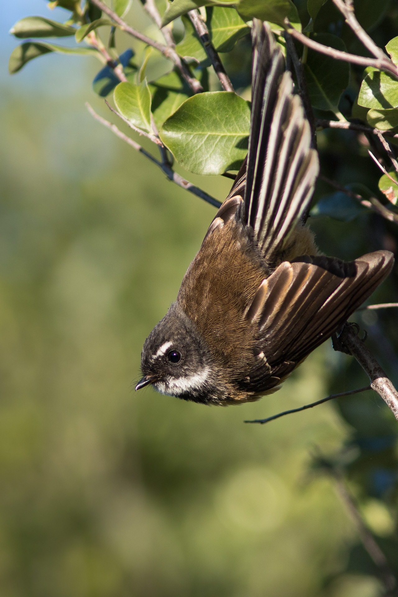 Avifaune Oiseaux Nouvelle-Zélande ripidure