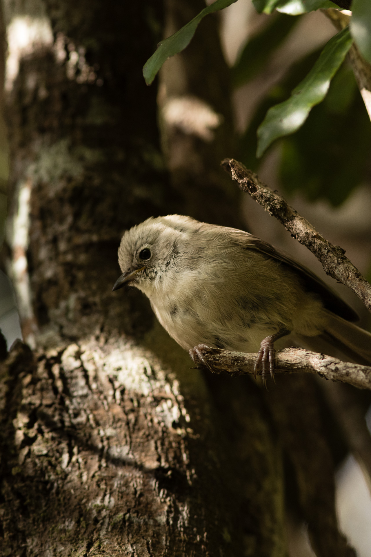 Avifaune Oiseaux Nouvelle-Zélande mohua
