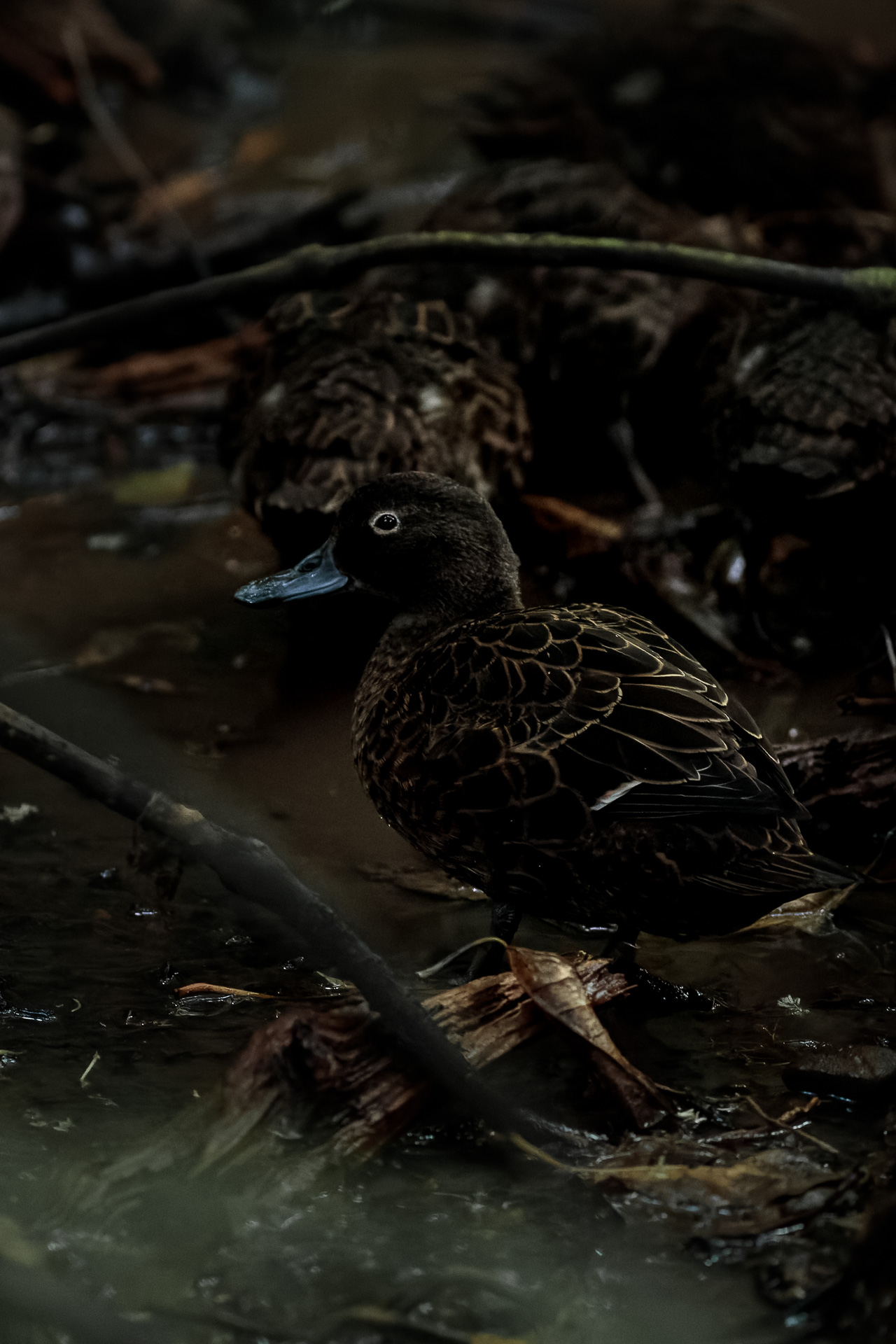 Avifaune Oiseaux Nouvelle-Zélande Sarcelle