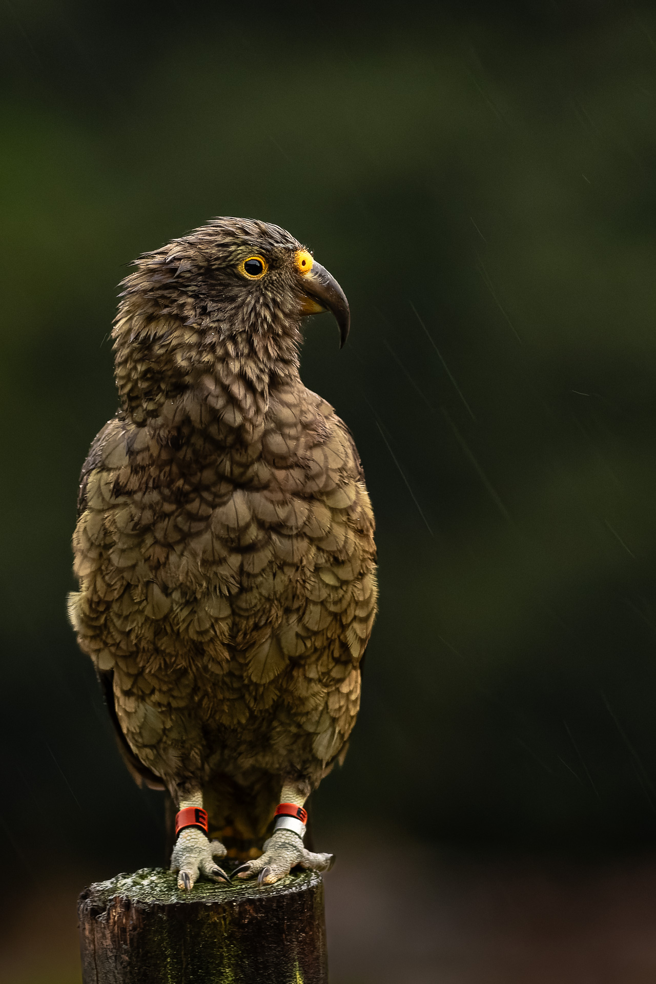 Avifaune Oiseaux Nouvelle-Zélande Kea