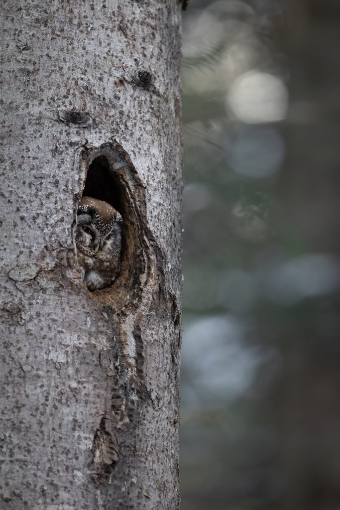 Nyctale de Tengmalm Benjamin PAYET