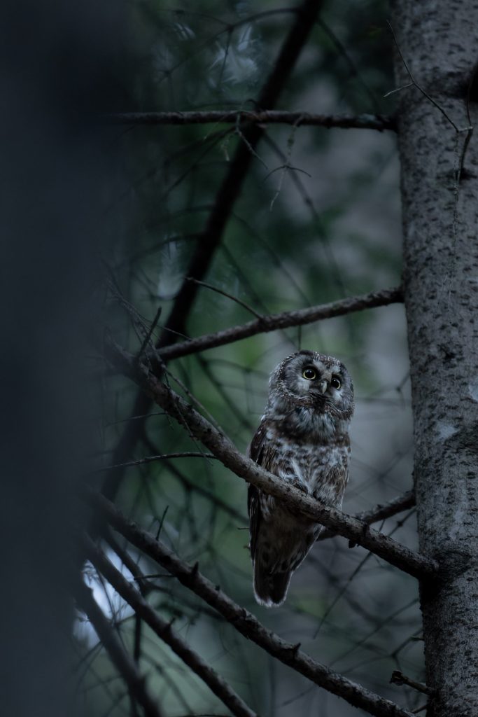 Nyctale de Tengmalm Benjamin PAYET