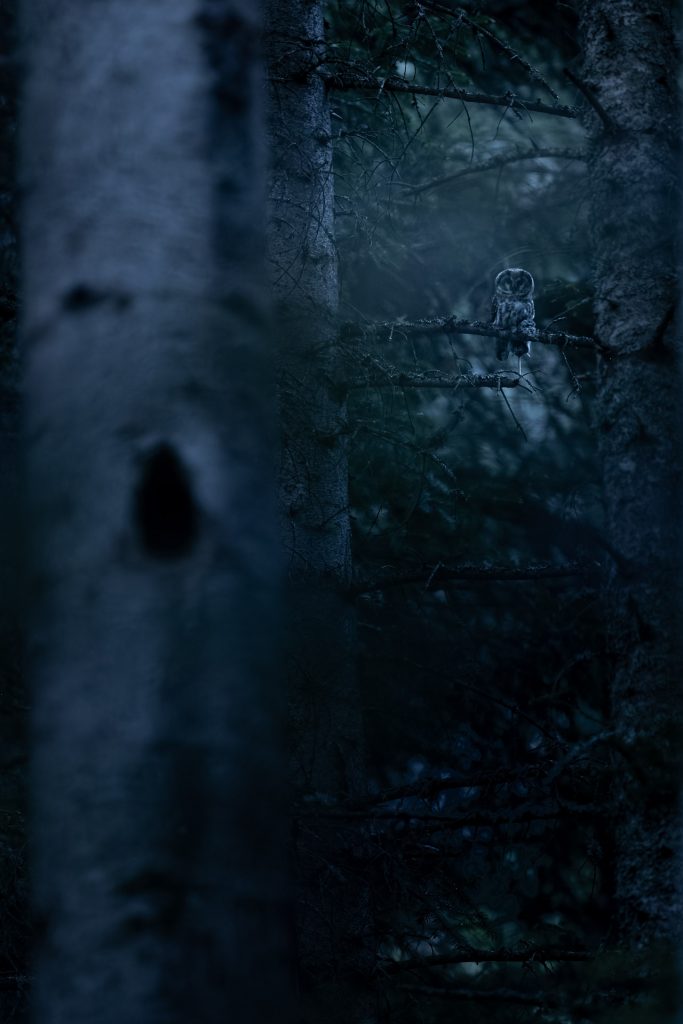 Nyctale de Tengmalm Benjamin PAYET