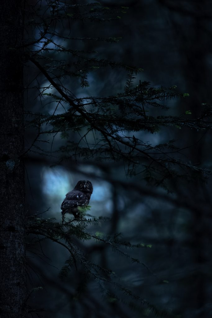 Nyctale de Tengmalm Benjamin PAYET