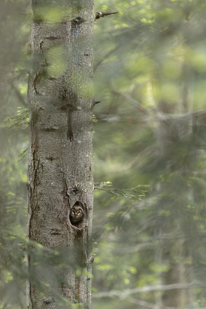 Nyctale de Tengmalm Benjamin PAYET