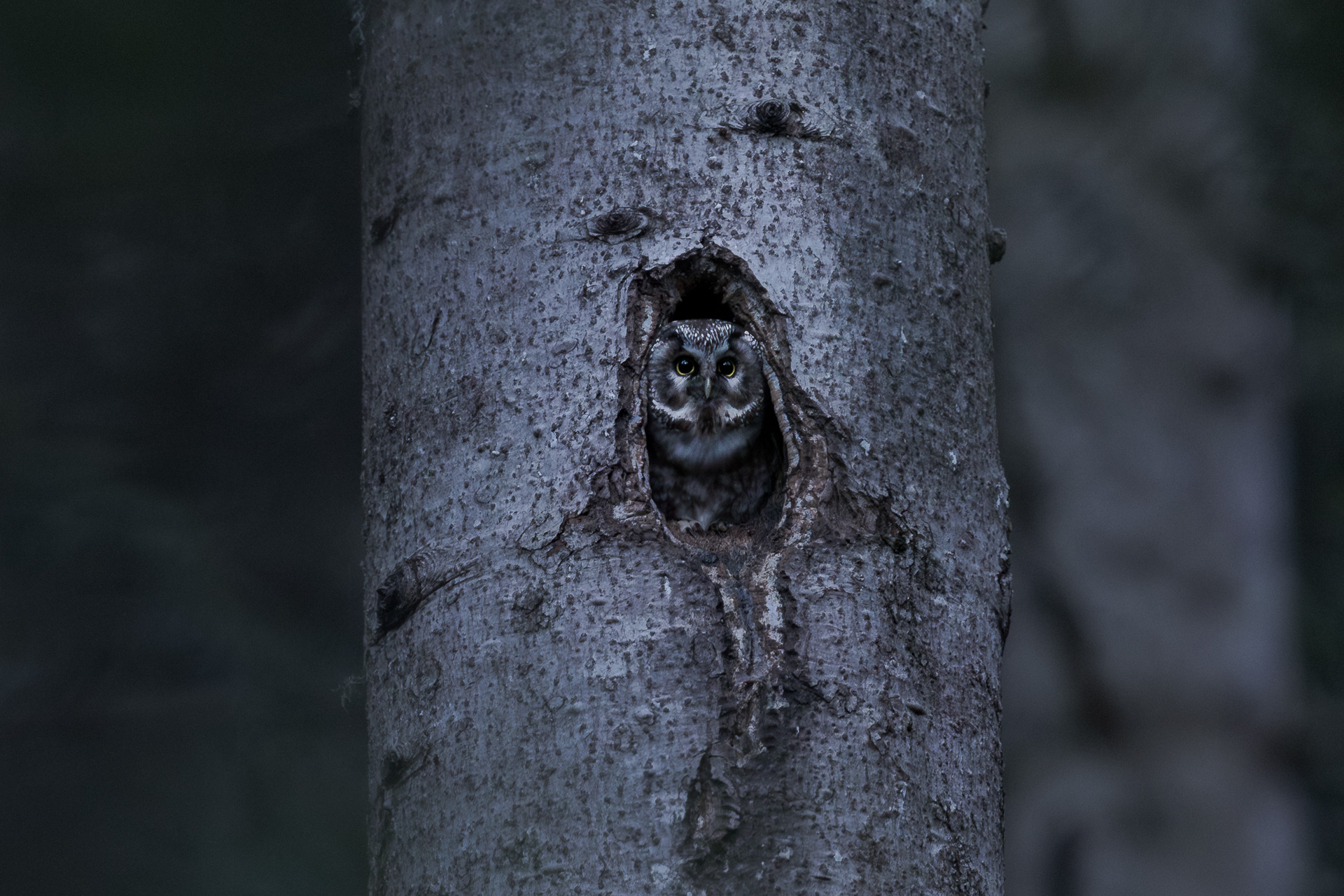 Nyctale de Tengmalm mâle