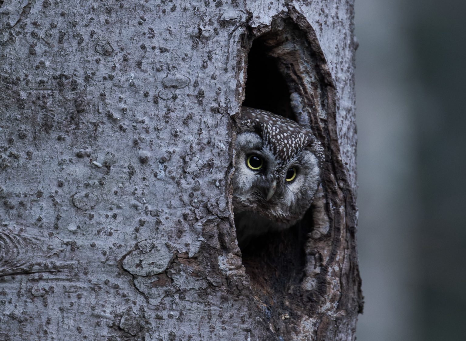 Nyctale de Tengmalm femelle