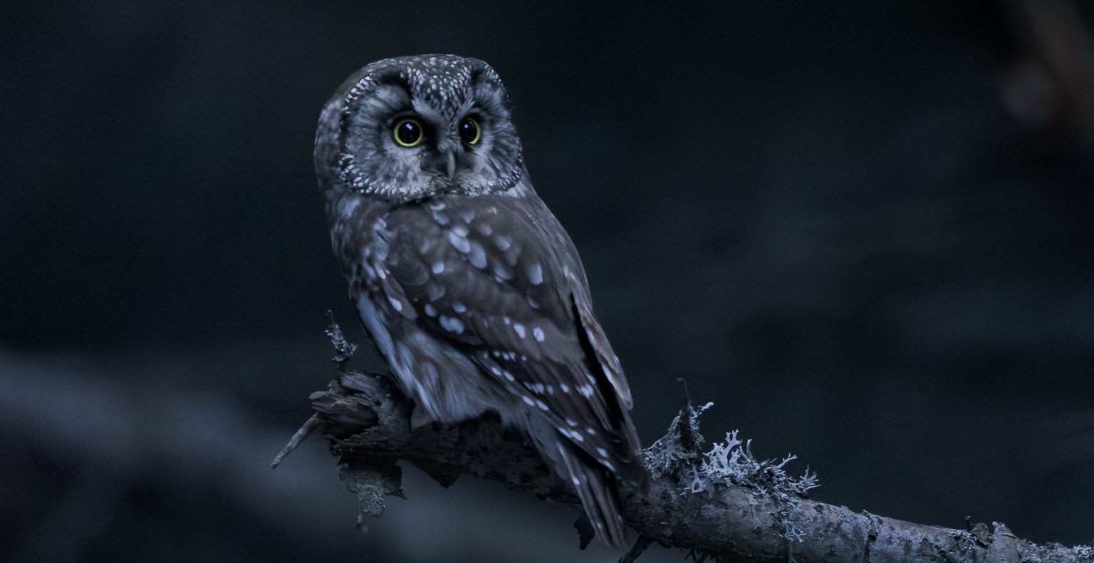 Nyctale de Tengmalm mâle