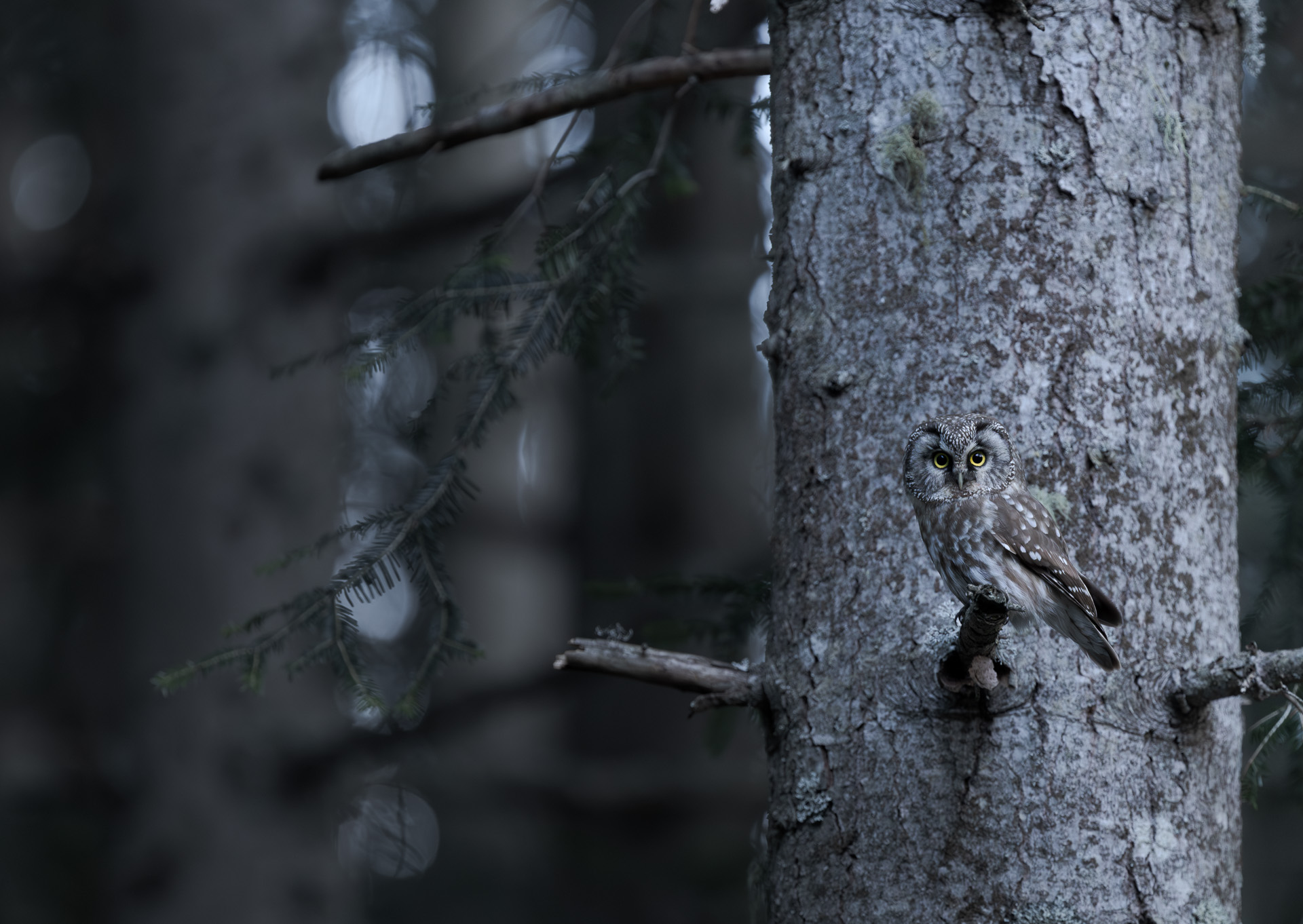 Nyctale de Tengmalm mâle photo oiseau de l'année 2025