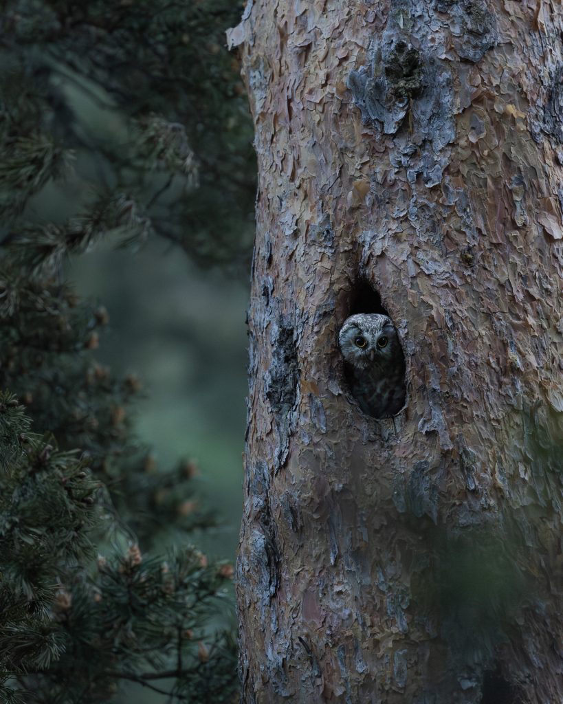 Nyctale de Tengmalm femelle pin